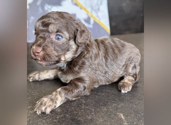 Bezaubernde Welpen aus Bolonka zwetna - Toypudel