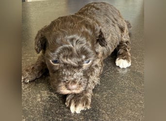 Bezaubernde Welpen aus Bolonka zwetna - Toypudel