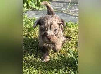 Bezaubernde Welpen aus Bolonka zwetna - Toypudel