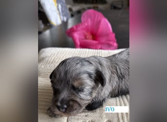 Bezaubernde Welpen aus Bolonka zwetna - Toypudel