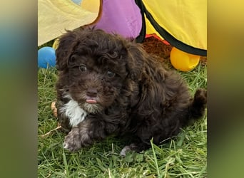 Bezaubernde Welpen aus Bolonka zwetna - Toypudel