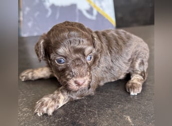 Bezaubernde Welpen aus Bolonka zwetna - Toypudel