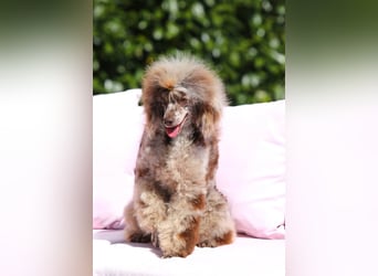 Bezaubernde Welpen aus Bolonka zwetna - Toypudel