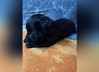 Bezaubernde Welpen aus Bolonka zwetna - Toypudel