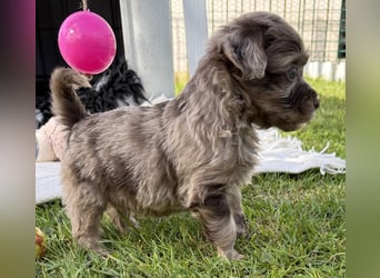 Bezaubernde Welpen aus Bolonka zwetna - Toypudel