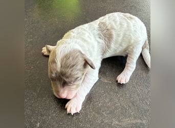 Bezaubernde Welpen aus Bolonka zwetna - Toypudel