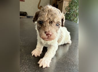 Bezaubernde Welpen aus Bolonka zwetna - Toypudel