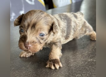 Bezaubernde Welpen aus Bolonka zwetna - Toypudel