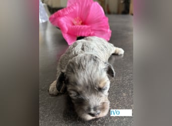Bezaubernde Welpen aus Bolonka zwetna - Toypudel