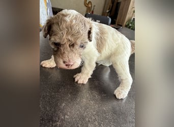 Bezaubernde Welpen aus Bolonka zwetna - Toypudel