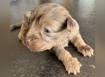 Bezaubernde Welpen aus Bolonka zwetna - Toypudel