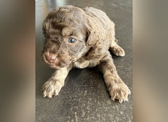 Bezaubernde Welpen aus Bolonka zwetna - Toypudel