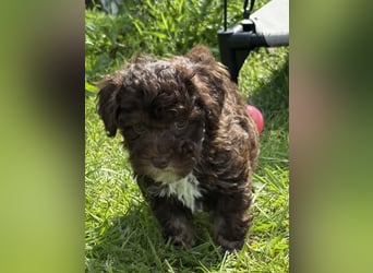 Bezaubernde Welpen aus Bolonka zwetna - Toypudel