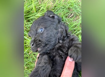Bezaubernde Welpen aus Bolonka zwetna - Toypudel