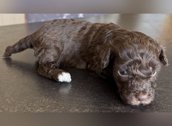 Bezaubernde Welpen aus Bolonka zwetna - Toypudel