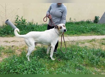BALOO-unglaublich freundlicher, offener,lieber,lebensfroher Bub sucht endlich sein Für-immer-Zuhause