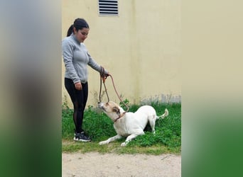 BALOO-unglaublich freundlicher, offener,lieber,lebensfroher Bub sucht endlich sein Für-immer-Zuhause