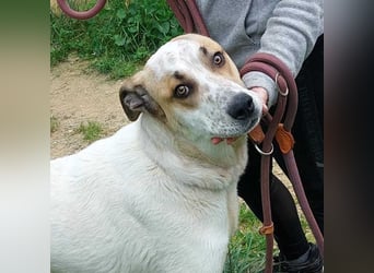 BALOO-unglaublich freundlicher, offener,lieber,lebensfroher Bub sucht endlich sein Für-immer-Zuhause