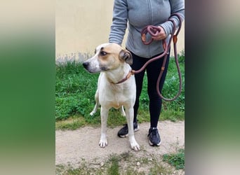 BALOO-unglaublich freundlicher, offener,lieber,lebensfroher Bub sucht endlich sein Für-immer-Zuhause