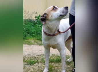 BALOO-unglaublich freundlicher, offener,lieber,lebensfroher Bub sucht endlich sein Für-immer-Zuhause