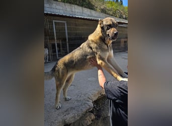 HSH-Mix LILY❤️fröhlich, verschmust und aufgeschlossen