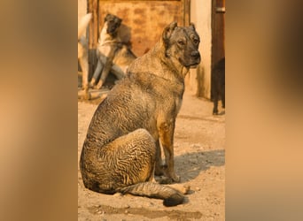 HSH-Mix LILY❤️verzaubert mit ihrem lieben, verschmusten Wesen