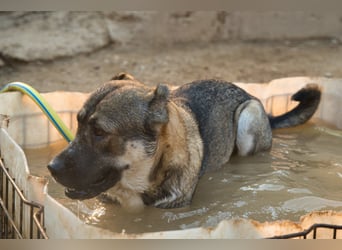 HSH-Mix LOTTIE❤️eine unglaublich liebe und verschmuste Hündin