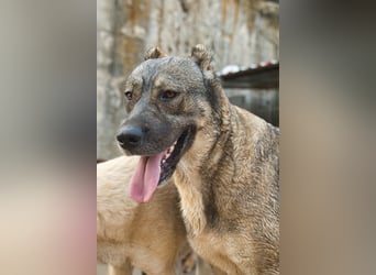HSH-Mix LILY❤️verzaubert mit ihrem lieben, verschmusten Wesen