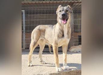 HSH-Mix LILY❤️fröhlich, verschmust und aufgeschlossen