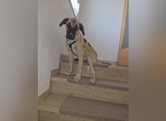Skadi II 284176 sucht ein zu Hause