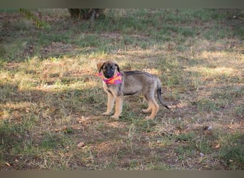 Chip 289482 sucht ein zu Hause
