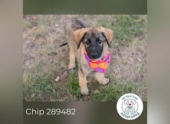 Chip 289482 sucht ein zu Hause