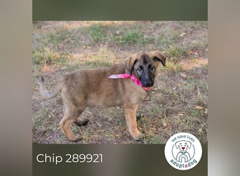 Chip 289921 sucht ein zu Hause