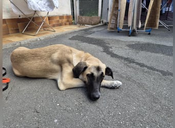 Skadi II 284176 sucht ein zu Hause