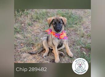 Chip 289482 sucht ein zu Hause