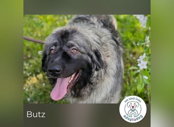 Butz 256853 sucht ein zu Hause