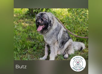Butz 256853 sucht ein zu Hause