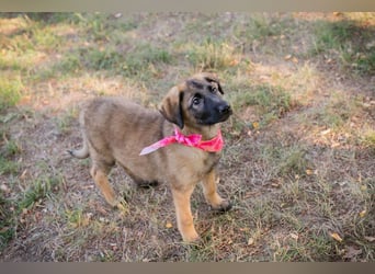 Chip 289921 sucht ein zu Hause