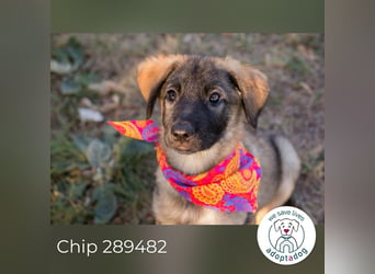 Chip 289482 sucht ein zu Hause