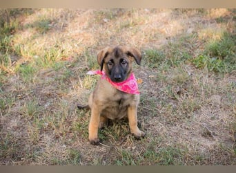 Chip 289921 sucht ein zu Hause