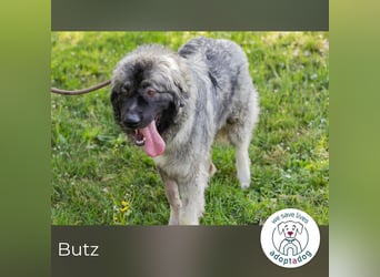 Butz 256853 sucht ein zu Hause
