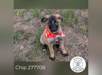 Chip 277708 sucht ein zu Hause