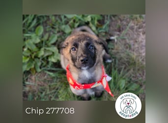 Chip 277708 sucht ein zu Hause