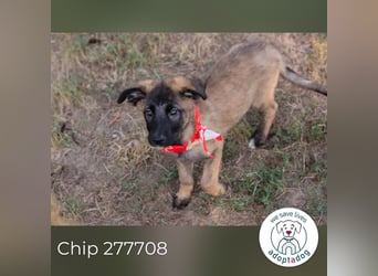 Chip 277708 sucht ein zu Hause