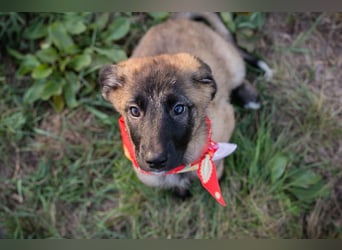 Chip 277708 sucht ein zu Hause