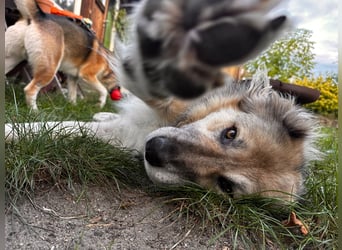 Ikarus - liebenswerter Herdenschutzhund