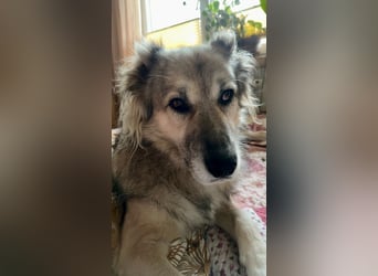 Ikarus - liebenswerter Herdenschutzhund