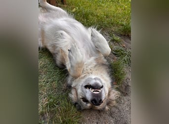 Ikarus - liebenswerter Herdenschutzhund