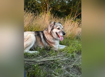 Ikarus - liebenswerter Herdenschutzhund