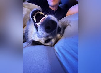 Ikarus - liebenswerter Herdenschutzhund